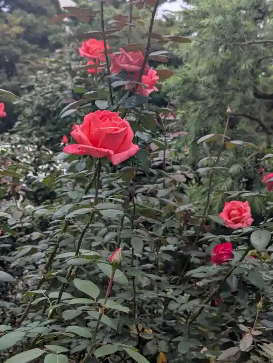 駒込妙義神社(東京都)