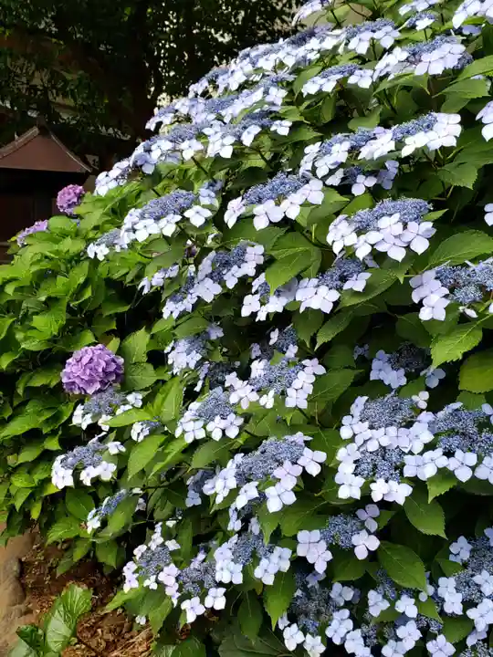 鳩森八幡神社の自然