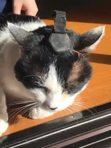 御霊神社の動物