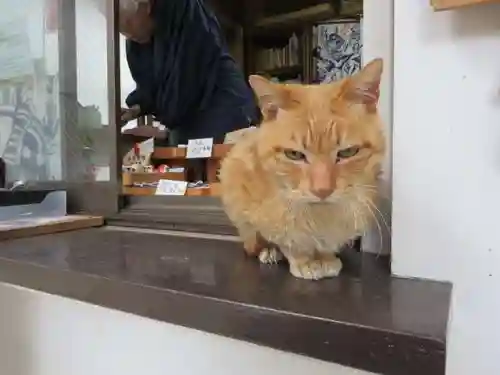 安居神社の動物
