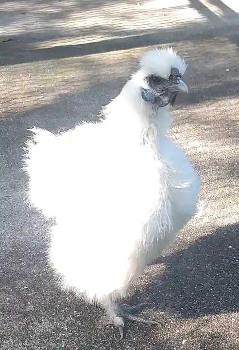 阿智神社の動物