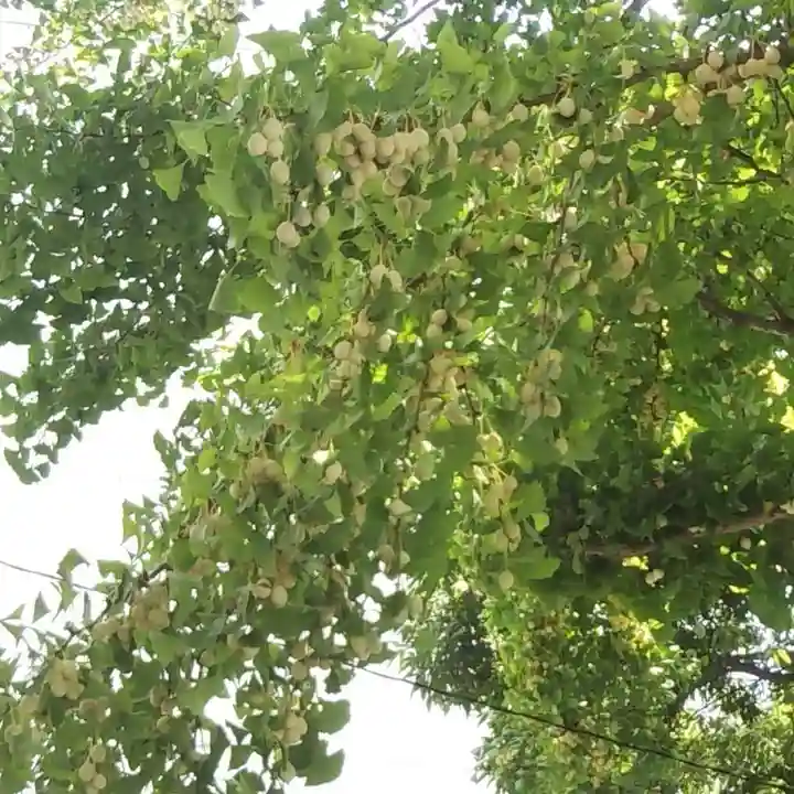 安積國造神社の自然