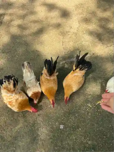 忌宮神社(山口県)