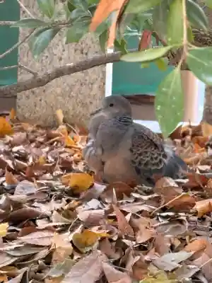 御器所八幡宮の{uncategorized: "未分類", other: "その他", undefined: "問題あり", building: "その他建物", grave: "お墓", sacred_gate: "鳥居", guardian: "狛犬", statue: "像", buddha: "仏像", history: "歴史", nature: "自然", garden: "庭園", animal: "動物", pagoda: "塔", temizu: "手水舎", mountain_gate: "山門・神門", sanctuary: "本殿・本堂", subordinate: "末社・摂社", art: "芸術", scenery: "景色", jizo: "地蔵", ema: "絵馬", goshuin: "御朱印", omikuji: "おみくじ", items: "授与品その他", amulet: "お守り", goshuincho: "御朱印帳", eats: "食事", festival: "お祭り", votive_dance: "神楽", shichigosan: "七五三参", wedding: "結婚式", experience: "体験その他", initially: "初詣", around: "周辺", anti_infection: "感染症対策"}