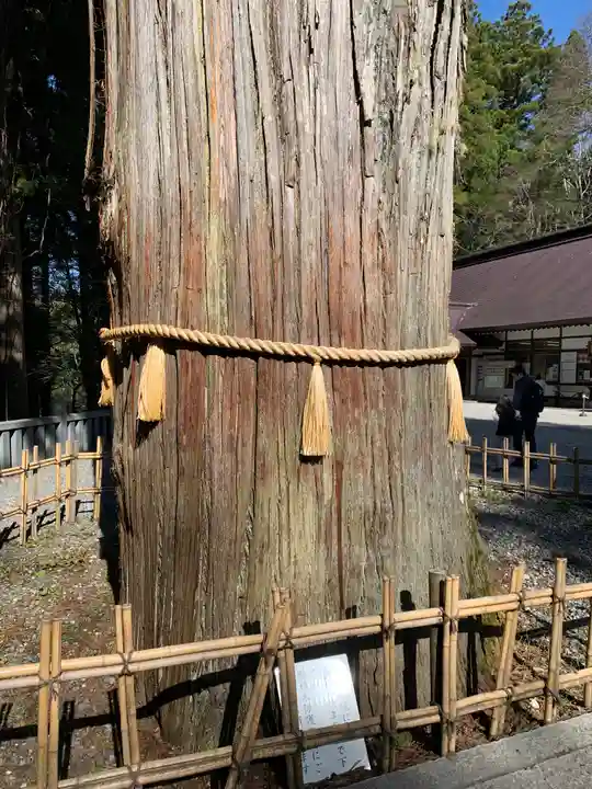 戸隠神社中社の自然