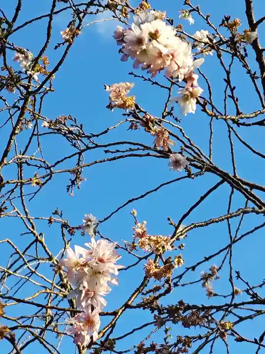 櫻木神社(千葉県)
