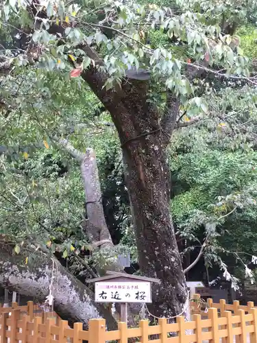 水戸八幡宮の自然