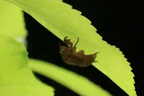 熊野福藏神社の動物