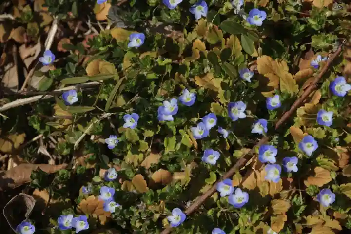 長屋神社の自然