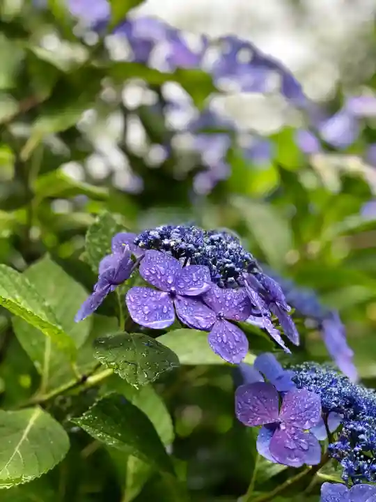 楽法寺(雨引観音)の自然