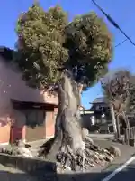 神明社(楽田横町)の自然