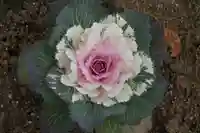 大鏑神社の自然