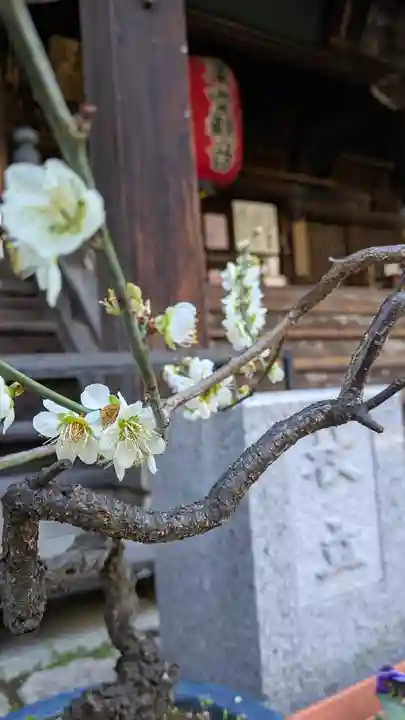 行願寺(革堂)(京都府)