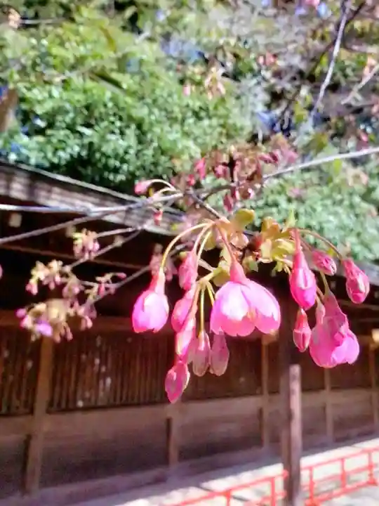 代々木八幡宮(東京都)