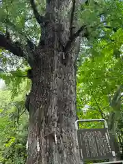 芝東照宮の自然