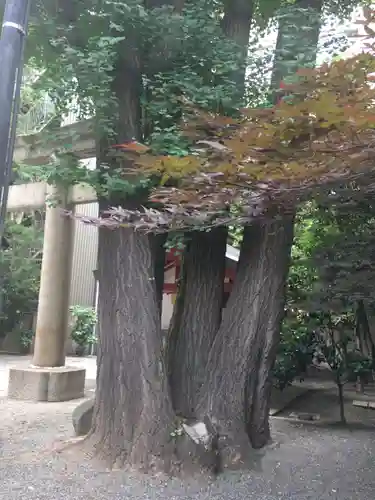 日本橋日枝神社の自然