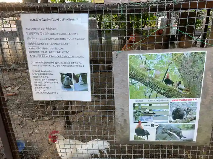 高知大神宮の動物