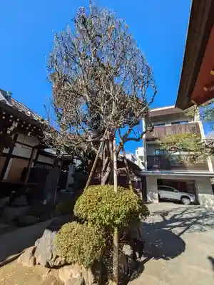 西教寺(東京都)
