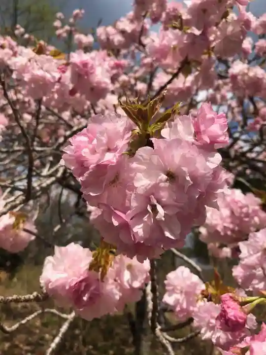 正一位 若草稲荷神社の自然