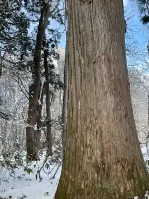 戸隠神社中社(長野県)
