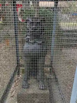 窯神神社の狛犬