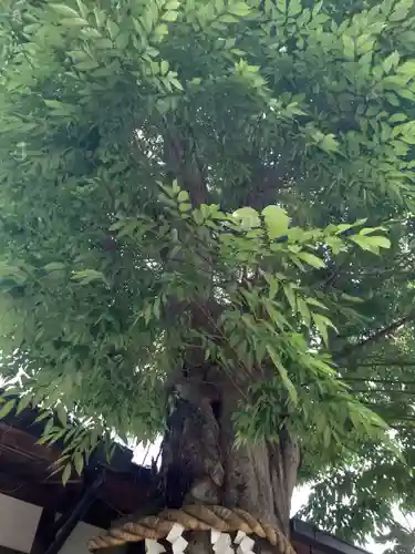 三輪坐恵比須神社(奈良県)