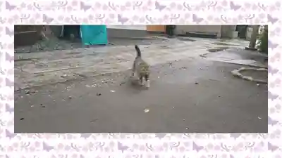 小野照崎神社(東京都)