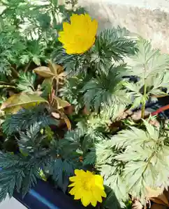 豊景神社の自然(2020年03月14日(土) 06時32分10秒投稿)