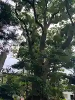 十二所大権現の自然