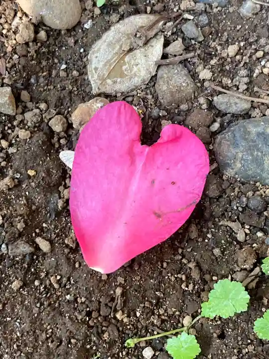 畑子安神社の自然