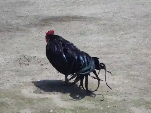玉祖神社(山口県)