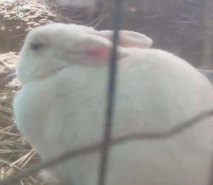 太子堂八幡神社(東京都)