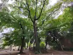 本太氷川神社の自然