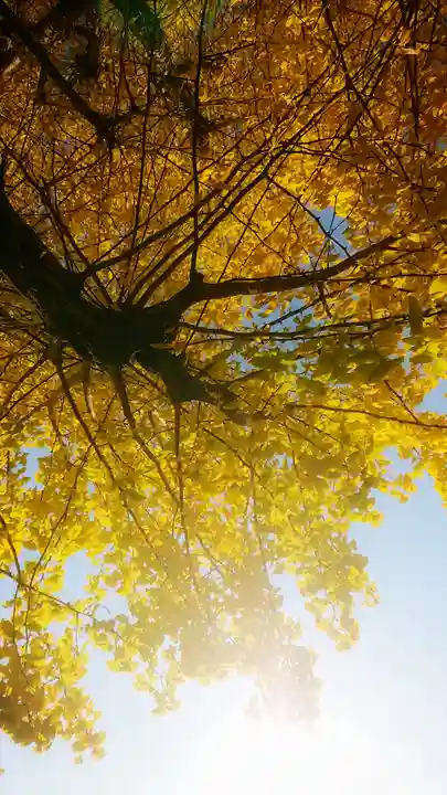 尾張大國霊神社(国府宮)の自然