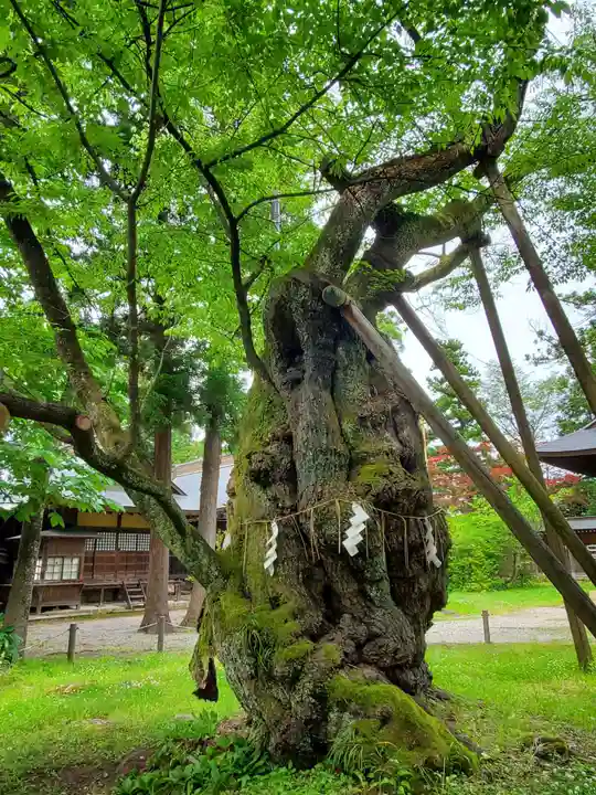 蠶養國神社の自然