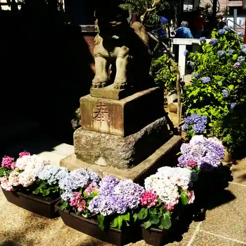 白山神社の狛犬