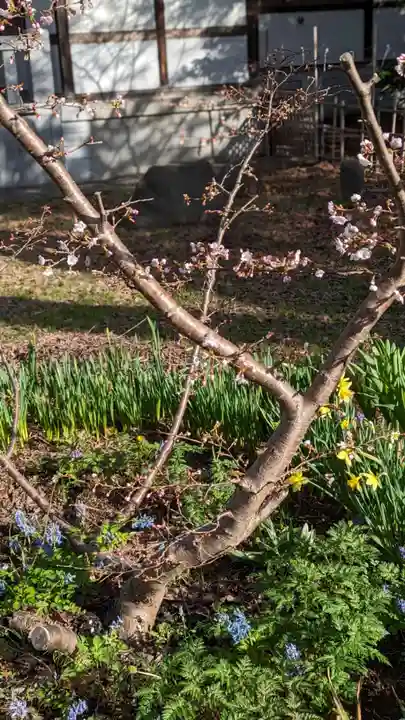 新琴似神社の自然