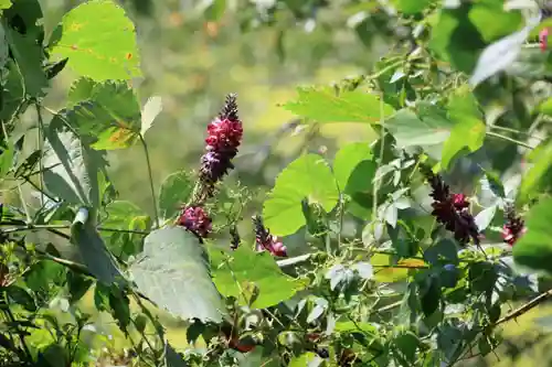 長屋神社の自然