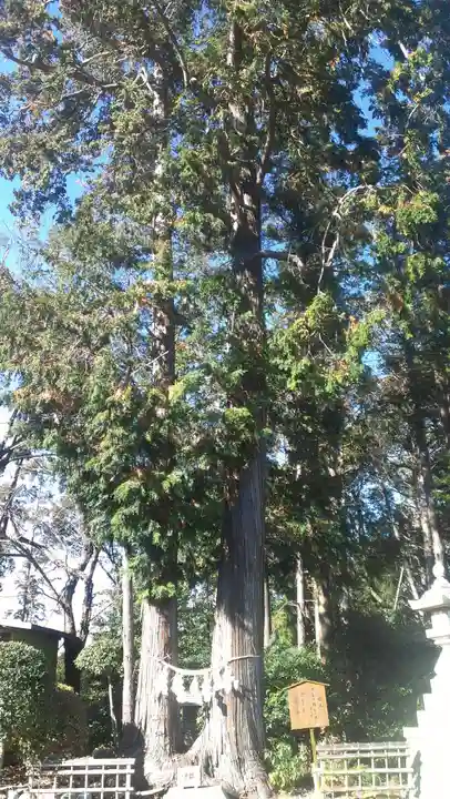 矢奈比賣神社(見付天神)の自然