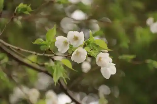 三島八幡神社の自然