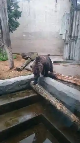 旭川神社の動物
