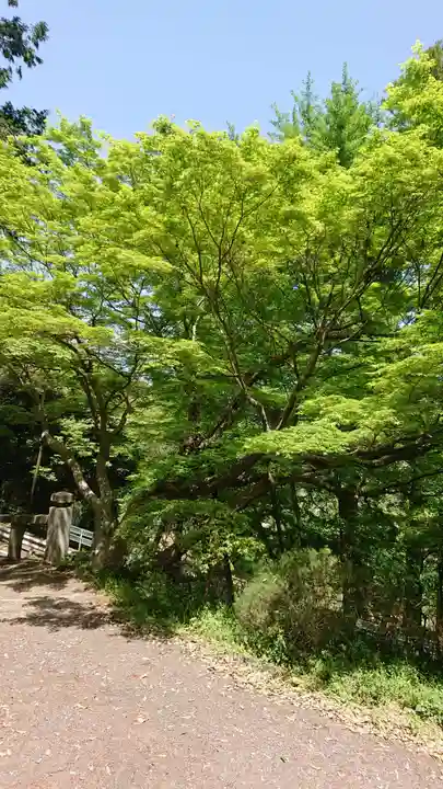 諏訪神社の自然