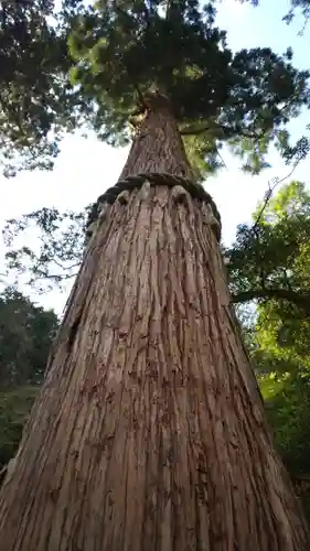 由岐神社の自然