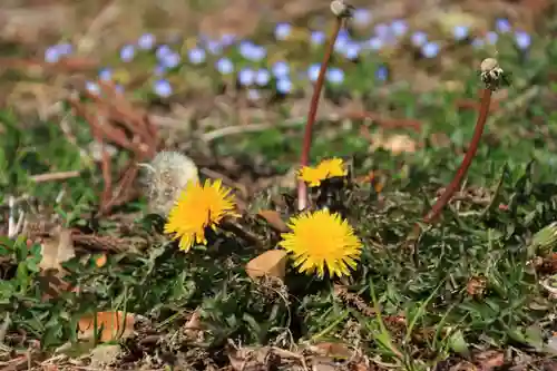 隠津島神社の自然