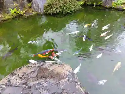 高善寺(福井県)
