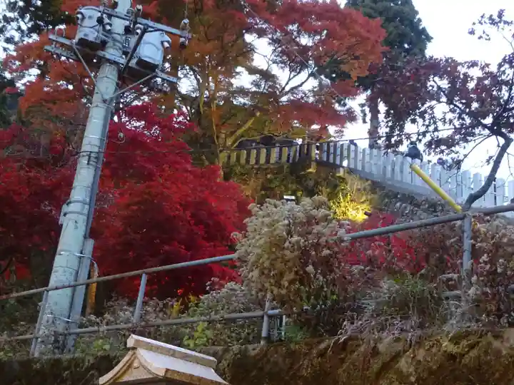 大山阿夫利神社の自然