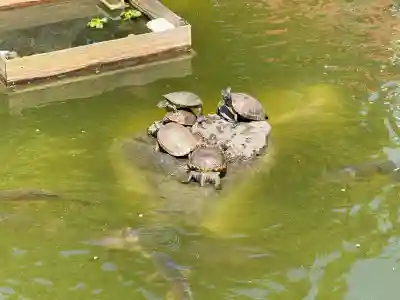 亀戸天神社の{uncategorized: "未分類", other: "その他", undefined: "問題あり", building: "その他建物", grave: "お墓", sacred_gate: "鳥居", guardian: "狛犬", statue: "像", buddha: "仏像", history: "歴史", nature: "自然", garden: "庭園", animal: "動物", pagoda: "塔", temizu: "手水舎", mountain_gate: "山門・神門", sanctuary: "本殿・本堂", subordinate: "末社・摂社", art: "芸術", scenery: "景色", jizo: "地蔵", ema: "絵馬", goshuin: "御朱印", omikuji: "おみくじ", items: "授与品その他", amulet: "お守り", goshuincho: "御朱印帳", eats: "食事", festival: "お祭り", votive_dance: "神楽", shichigosan: "七五三参", wedding: "結婚式", experience: "体験その他", initially: "初詣", around: "周辺", anti_infection: "感染症対策"}