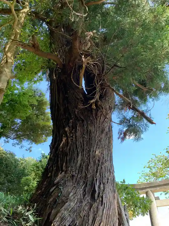 八雲神社の自然