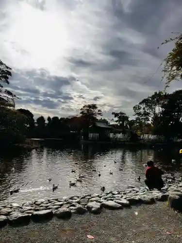 鶴岡八幡宮の動物