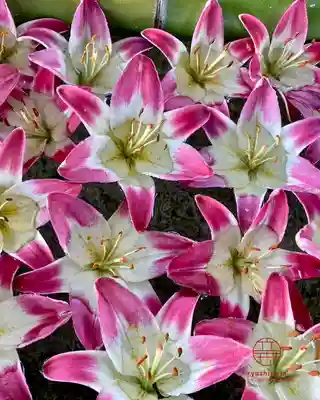 立志神社(滋賀県)